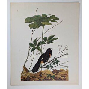 Vintage Towhee John Ruthven 1970 Print 14x17" Black Red Bird Art VTG Ohio